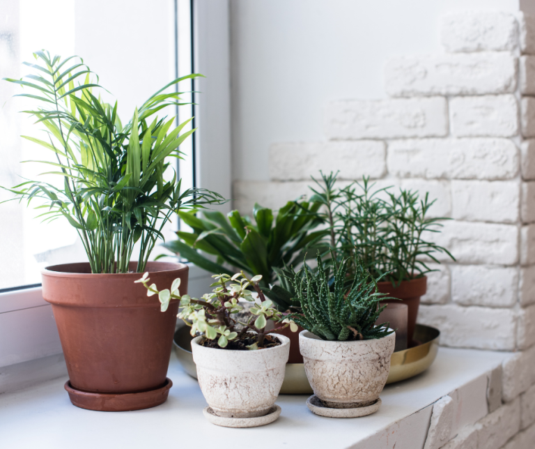 The Best House Plants to Improve Clean Air in Your Home